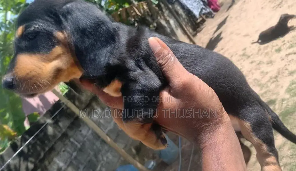 Dachshund Puppies