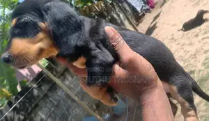 Dachshund Puppies