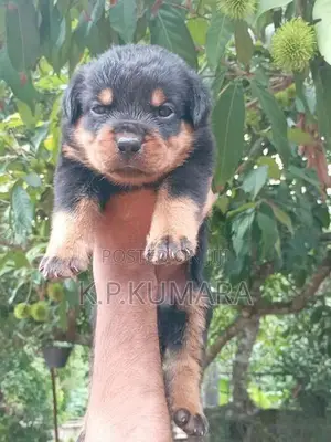 Rottweiler Puppies