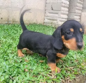 Dachshund Puppies