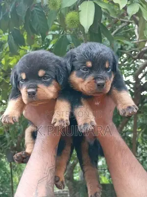 Rottweiler Puppies
