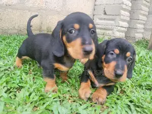 Dachshund Puppies