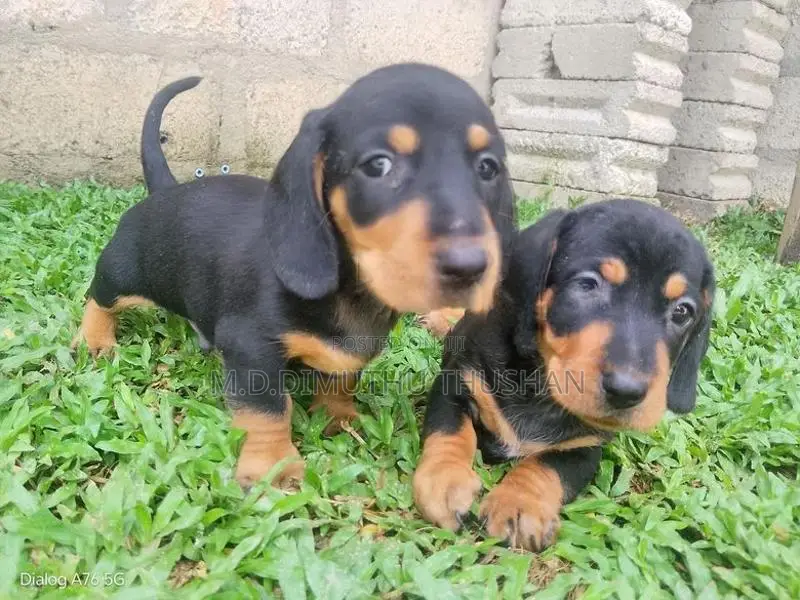Dachshund Puppies
