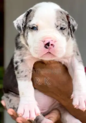 American Bully XL