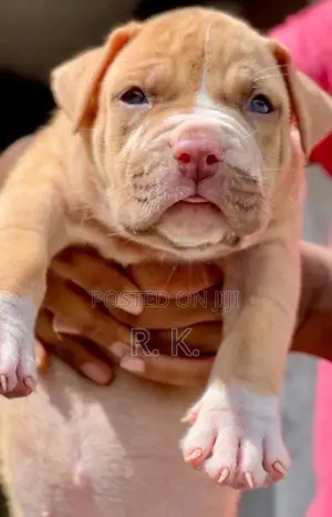 American Bully XL