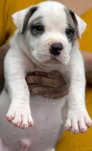 American Bully XL
