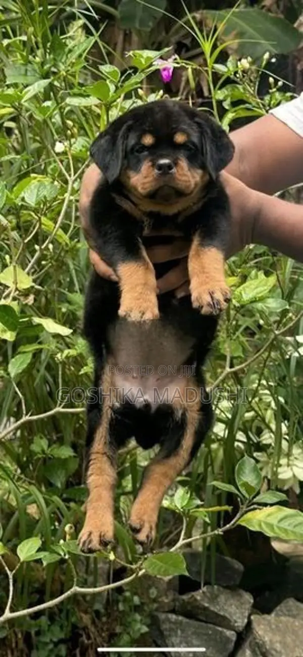 Rottweiler Puppy