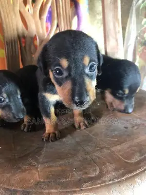 Dachshund Pappy