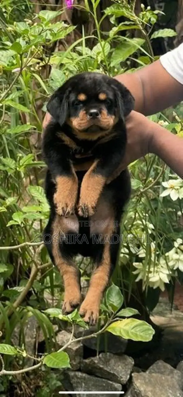 Rottweiler Puppy