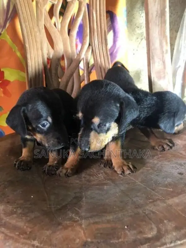 Dachshund Pappy