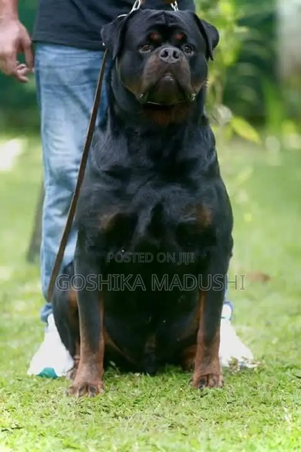 Rottweiler Puppy