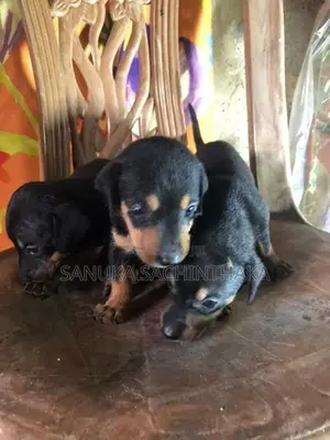 Dachshund Pappy