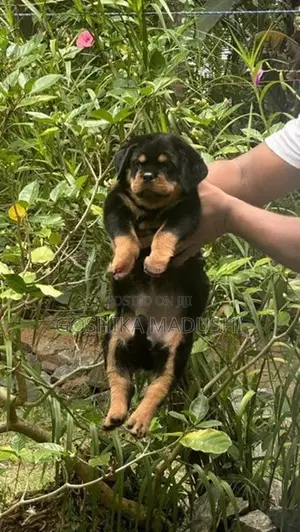 Rottweiler Puppy