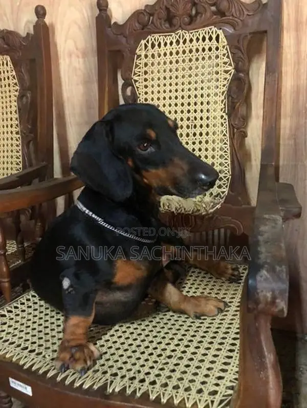 Dachshund Pappy