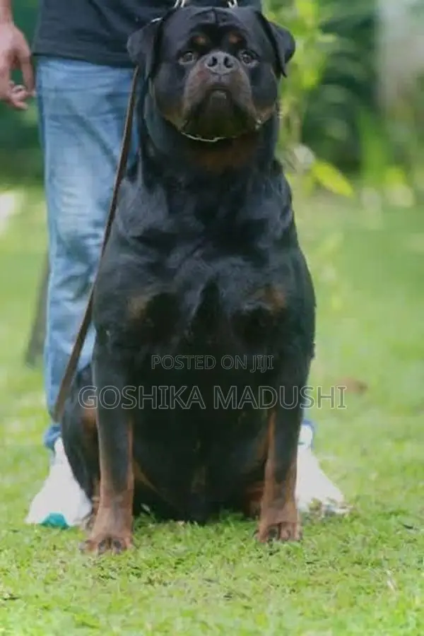 Rottweiler Puppy
