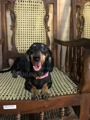 Dachshund Pappy