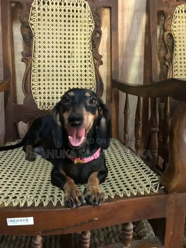 Dachshund Pappy