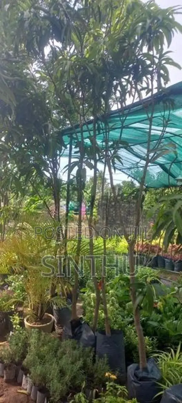 மா மரங்கள்