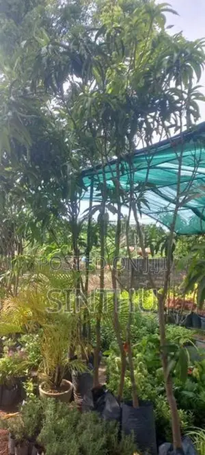 மா மரங்கள்