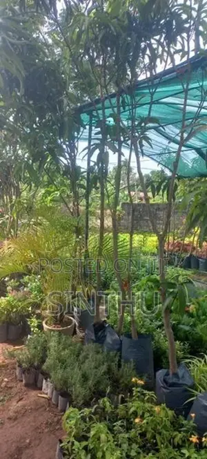 மா மரங்கள்