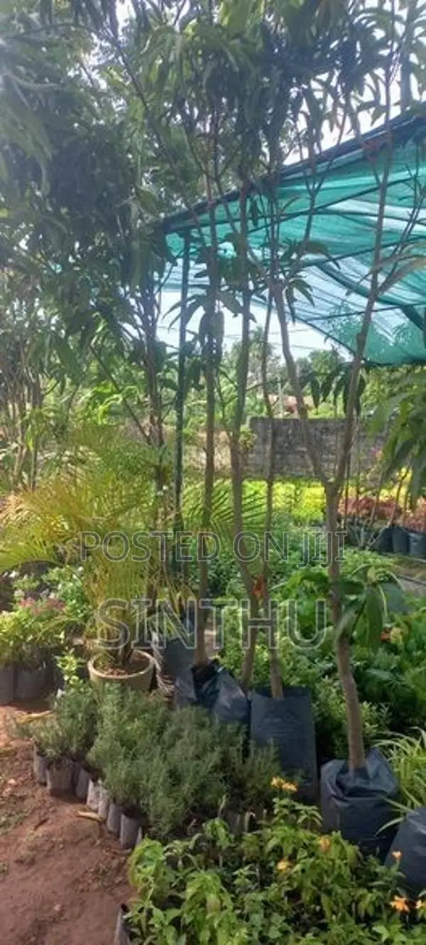 மா மரங்கள்