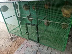 Birds Cage