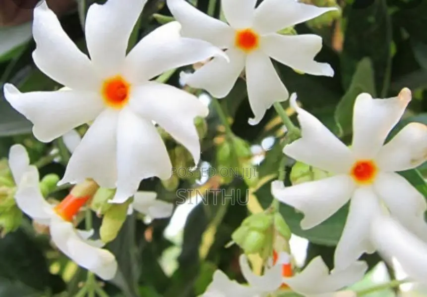 Jasmine Plant