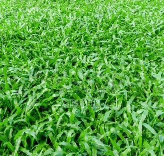 Australian Grass
