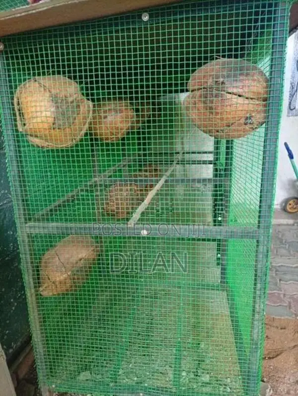 Birds Cage