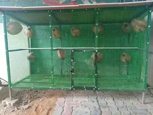 Birds Cage