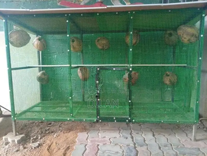 Birds Cage