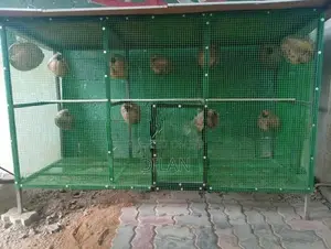Birds Cage