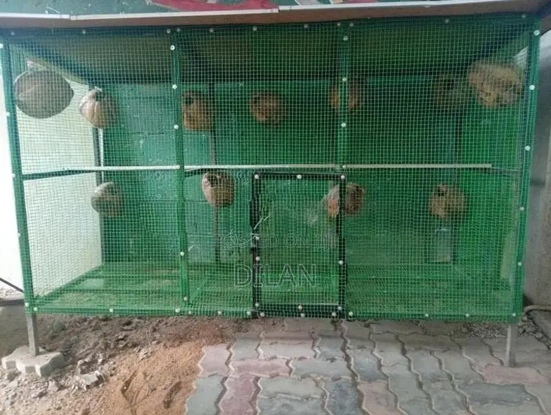 Birds Cage