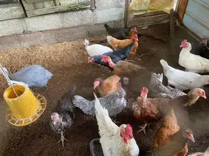 බිත්තර දමන ගම් කිකිළියන්