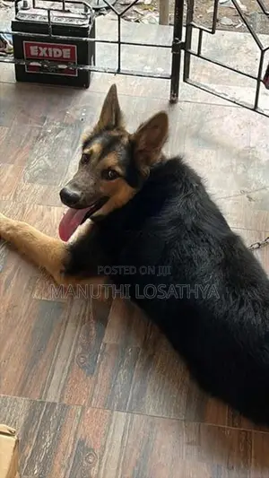 German Shepherd Dog
