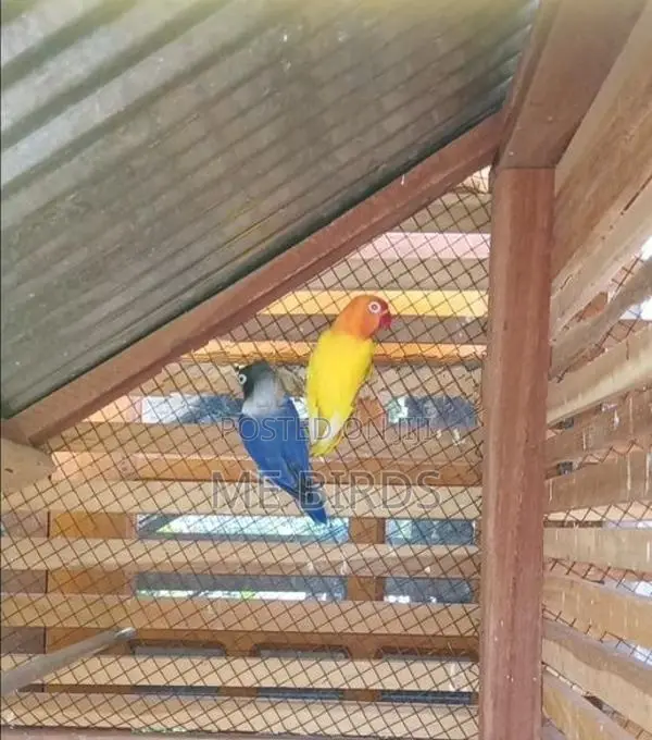 African Love Birds