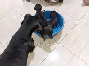 Dachshund Puppies
