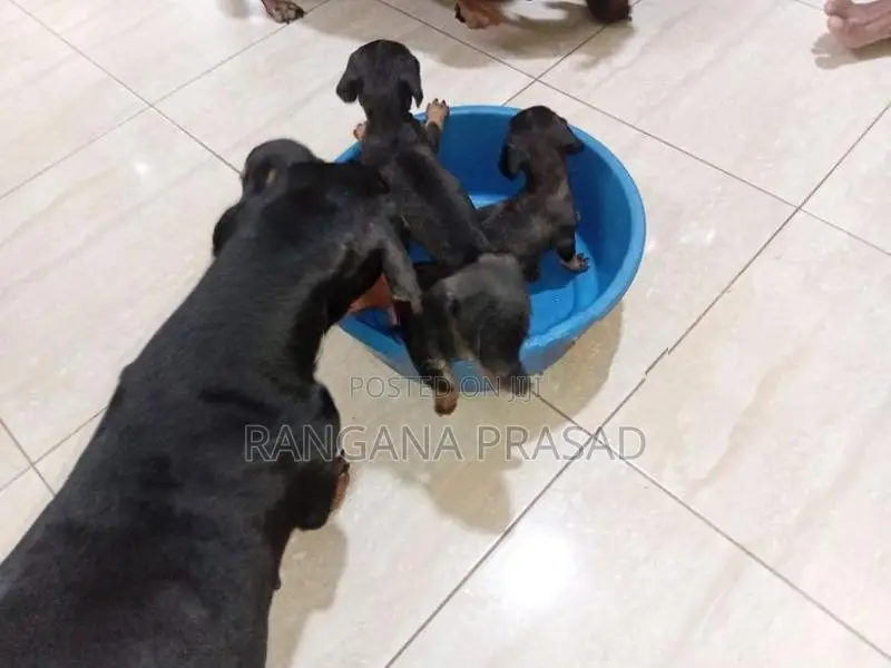 Dachshund Puppies