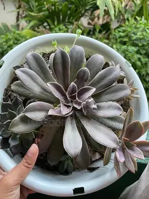 Cactus Plant