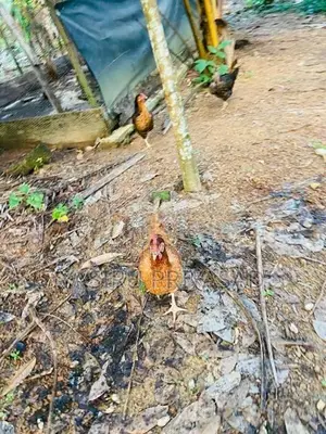 බිත්තර දමන ගම් කිකිළියන්