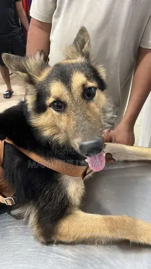 German Shepherd Dog