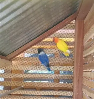 African Love Birds