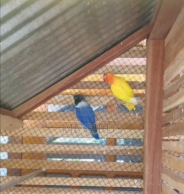 African Love Birds