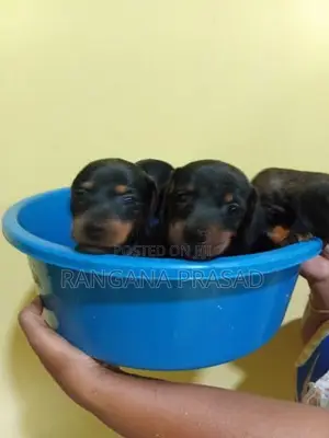 Dachshund Puppies