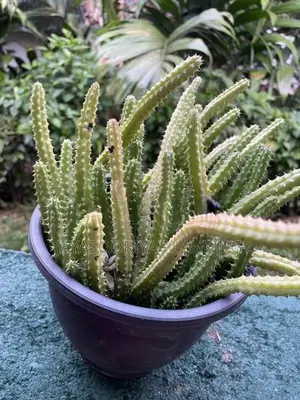 Cactus Plant