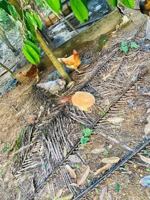 බිත්තර දමන ගම් කිකිළියන්