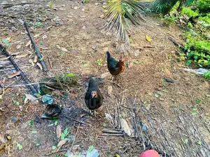 බිත්තර දමන ගම් කිකිළියන්
