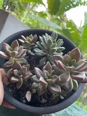 Cactus Plant