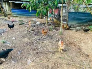 බිත්තර දමන ගම් කිකිළියන්
