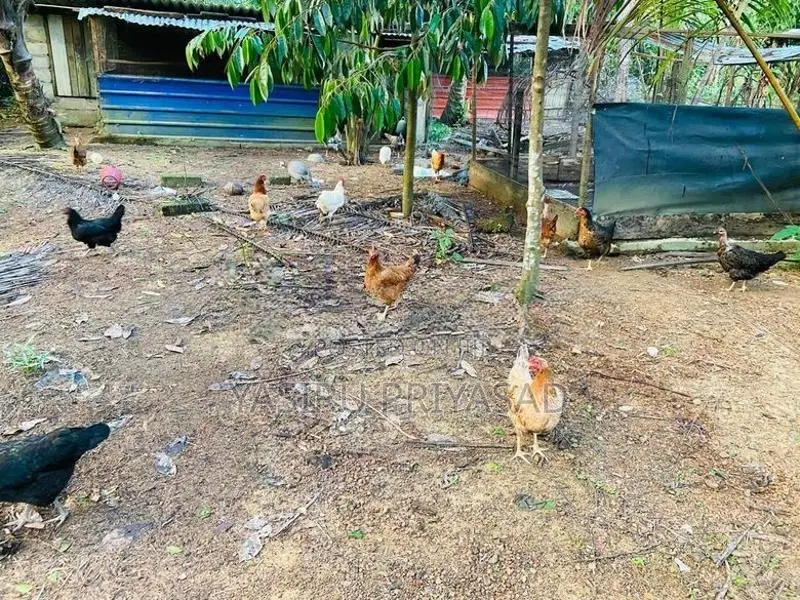 බිත්තර දමන ගම් කිකිළියන්